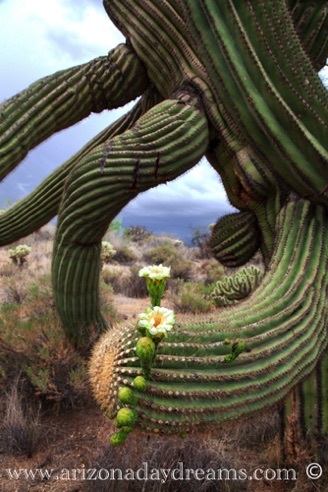 Saguaro Flowers
Granite Mountain Trail, Scottsdale, AZ. Saguaro Flowers
Granite Mountain Trail, Scottsdale, AZ.